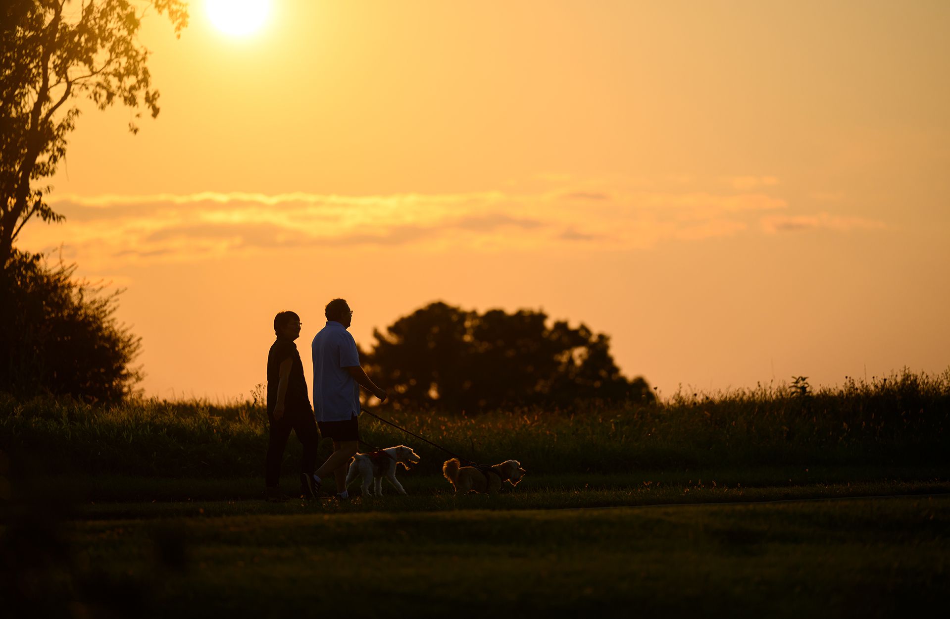 people walking dogs at sunset